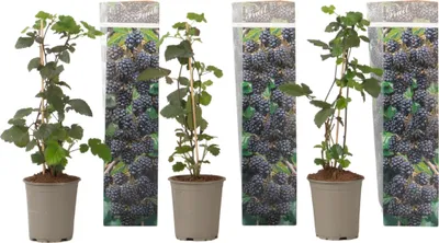 Produktbild von Brombeere - 3er-Set - Rubus Thornless - Höhe 25-40cm - ⌀9cm