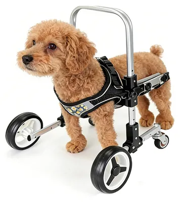 Produktbild von Verstellbarer Rollstuhl für Hunde, speziell für die Vorderbeine