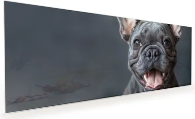 Produktbild von Küchenrückwand Spritzschutz Glas mit Motiv Lachender Hund 40 x 40 cm