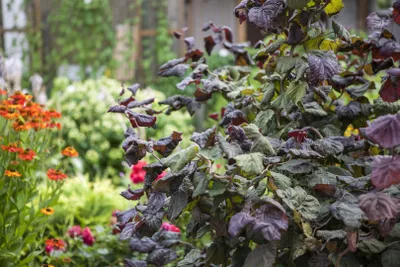 Produktbild von Corylus avellana 'Red Majestic', Haselnuss, rotlaubig, 60–80 cm