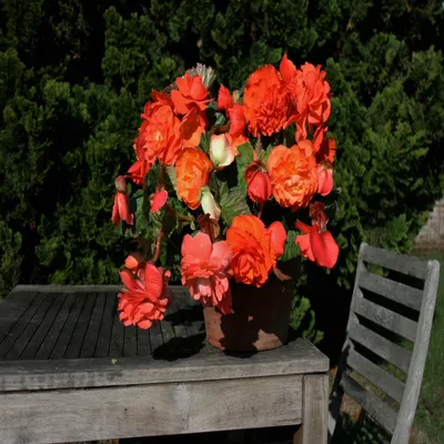 Zdjęcie produktu dla Begonia Hanging Aromantics Orange/Red 1 szt begonie sadzonki sadzonka bulwa