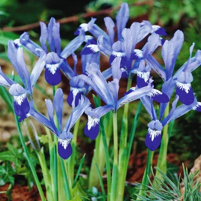Zdjęcie produktu dla Iris Reticulata Kosaciec Clairette 10 szt Irysy cebulki irysów