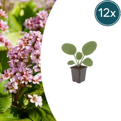 Zdjęcie produktu dla Bergenia cordifolia | 12 sztuk - 10-25cm - Ø9cm - Roślina ogrodowa