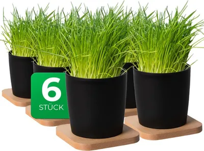 Immagine prodotto di Novaliv Elegante set di 6 vasi per erbe aromatiche con base in legno per ogni davanzale, per erbe fresche da cucina, giardino di erbe aromatiche per la cucina, aiuola per erbe aromatiche da interno, piante da appartamento, vaso per piante, ciotola per piante