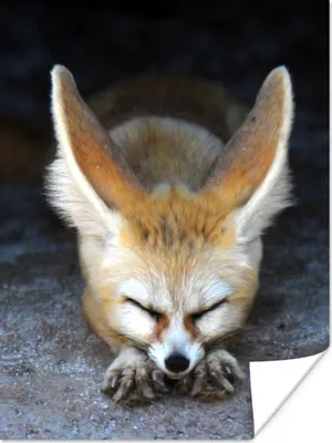 Produktbild von MuchoWow® Poster Fuchs - Schlaf - Boden 90x120 cm - Wohnzimmer