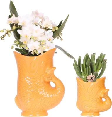 Obrázok produktu pre Sada rastlín: Biela orchidea Nazaré a sukulentná Crassula Hobbit - v oranžových
