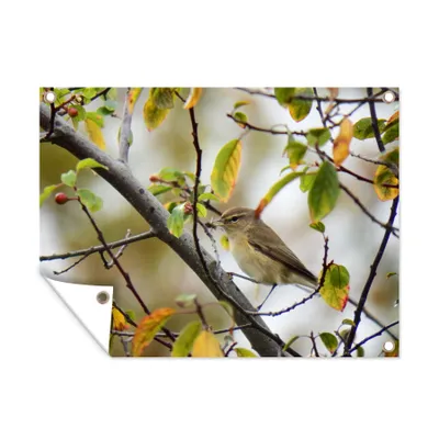 Obrázek produktu pro MuchoWow® Zahradní plakáty - Čížek mezi listy - 90x120 cm - Zahradní dekorace