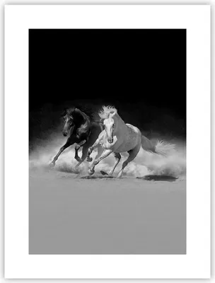 Produktbild von Poster - Poster ohne Rahmen - Andalusier Pferde Galopp - 30x40 cm - Wand Bild - Wanddeko - Wandbilder - Kunstposter - Wandposter - Bilder - Kunstdruck - Wanddekoration - Wandbild - P2XPA30x40-4240
