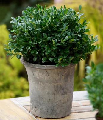 Produktbild von BALDUR Garten 1x immergrün Luxus® Globe der Buchs-Ersatz, Pflanze im 9x9 cm-Topf, dunkelgrüne Stechpalme, bekommt keine giftigen Beeren, winterhart , für Standort im Schatten geeignet, Ilex crenata