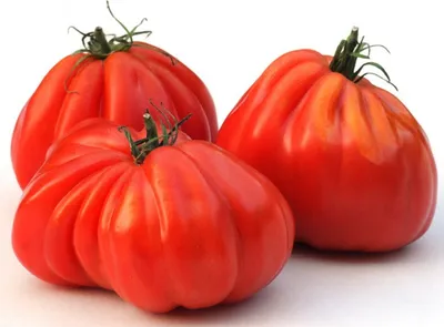 Produktbild von Tomate Ochsenherz - Oxheart, Cuore di bue - 20 Samen