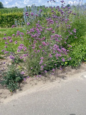 A close-up view of a flowering plant with purple flowers, growing next to a paved path.