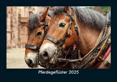 Produktbild von Pferdegeflüster 2025 Fotokalender DIN A5