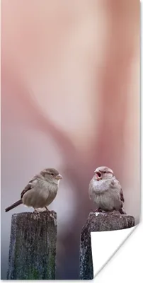 Produktbild von MuchoWow® Poster Vögel - Spatzen - Pfähle - Holz 40x80 cm - Dekoration