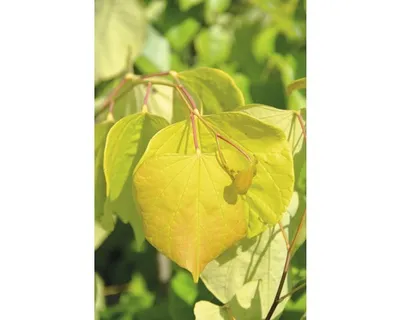 Produktbild von Kanadischer Judasbaum FloraSelf Cercis canadensis Ace of Hearts" Halbstamm 40 cm H ca. 70 cm Co 6 L"