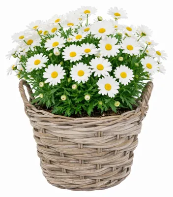 Produktbild von Mega Collections Pflanzenkorb Heeg - Rattan - D39 x H31 cm - hellbraun/grau