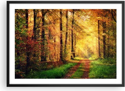 Produktbild von Gerahmtes Poster - Schwarzer Rahmen - Wald Baum Natur - 70x50 cm - Wand Bild - Wanddeko - Wandbilder - Kunstposter - Wandposter - Bilderrahmen - Bilder - Kunstdruck - Wandbild - P2BAA70x50-3718