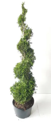 Produktbild von Thujaspirale ‘Smaragd’ 140–150 cm – Thuja occidentalis, immergrün, winterhart bis -30°C, Formschnitt Spirale
