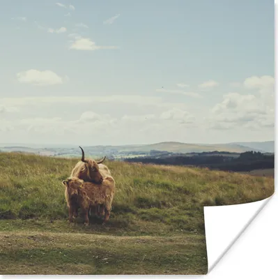 Produktbild von MuchoWow® Poster Schottische Highlander - Gras - Wolken - Tiere 75x75 cm - Wand Dekoration