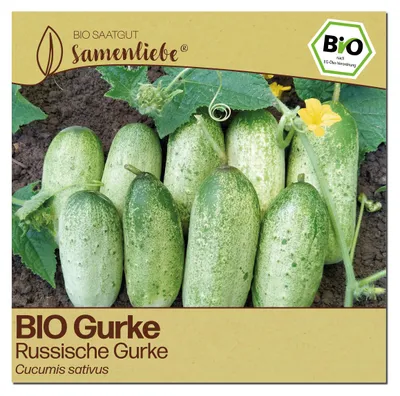 Produktbild von Samenliebe  Gurke Samen | Russische Gurke - kurze & robust - samenfestes  Saatgut