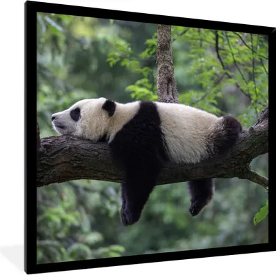 Produktbild von MuchoWow® Gerahmtes Poster Panda - Baum - Tiere - Natur 40x40 cm - Poster mit Schwarzem Bilderrahmen Wandposter Rahmen Foto Bilder - Mit Rahmen - Wanddekoration Schlafzimmer