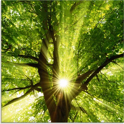 Produktbild von ARTland Glasbild Sonne strahlt explosiv durch den Baum Größe: 20x20 cm