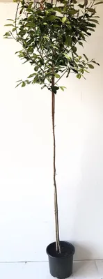 Produktbild von Photinia fraseri 'Red Robin", Glanzmispel-Hochstamm 250 cm, Stammhöhe: 180 cm
