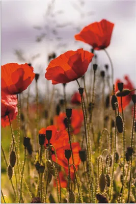 Produktbild von ARTland Wandbild Alu für Innen & Outdoor Mohnblumen im Morgenlicht Größe: 40x60 cm