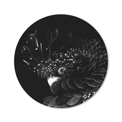Produktbild von MuchoWow® Mauspad Mousepad Porträt eines Kakadus mit Krötenfedern - schwarz und weiß 30x30 cm - Mousepads - Maus Mat - Pad - Mausunterlage - Tischunterlage - Schreibtischmatten