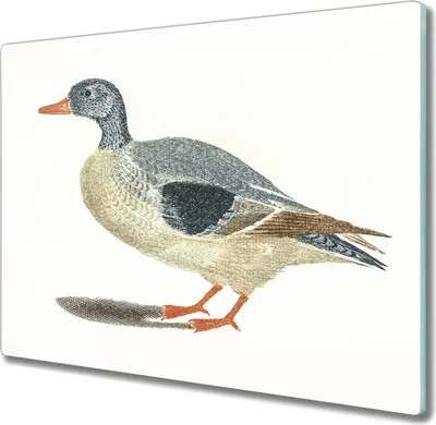 Produktbild von Coloray Herdabdeckplatte 60x52 cm Schneidebrett Kochplattenabdeckung Küchenbrett Hackbrett - Tier Vogel