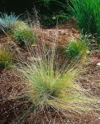 Produktbild von Muhlenbergia capillaris, rosa Blüten, ca. 9x9 cm Topf