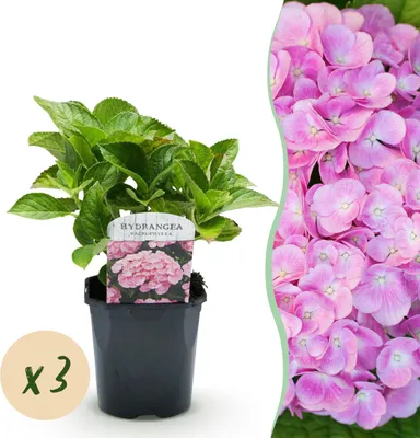 Produktbild von Hortensie - Hydrangea macrophylla Rosa - Blume Rosa - 3 Pflanzen - 1 m2 - Laubabwerfend - Wenig Pflege - 30cm - Ø18cm - Gartenpflanze
