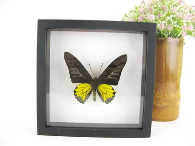 Image de Papillon rare encadré, idéal pour la décoration murale