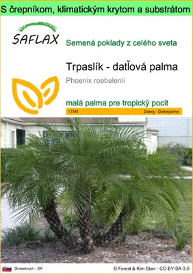 Obrázok produktu pre SAFLAX Garden to go - Trpaslík - datľová palma - Phoenix roebelenii - 25 Semená - S črepníkom, klimatickým vekom a pestovateľským substrátom