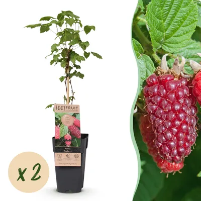 Image de Rubus log. Tayberry - Mûre - Rustique - Framboise pourpre - 2 Plants - 40-50cm - Ø15cm - Plante de jardin
