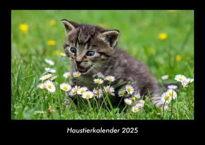 Produktbild von Haustierkalender 2025 Fotokalender DIN A3