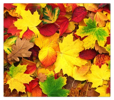 Produktbild von Spritzschutz Herdabdeckplatte Schneidebrett aus Glas Herbstblätter 1-Teilig (60x52cm)