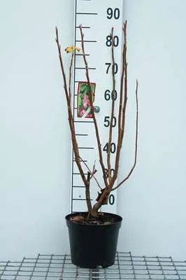 Immagine prodotto di Ribes odoratum ( aureum) - Ribes odoratum 50- 60 cm - Contenitore
