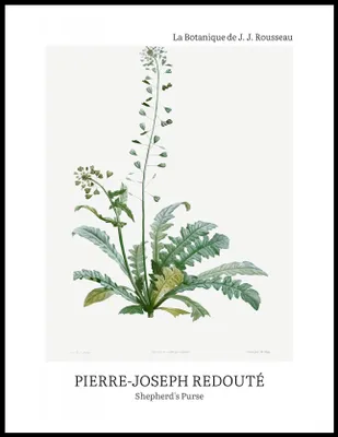 Produktbild von Plakat 60x80cm Design Schafgarbe, Redoute Vintage für das Wohnzimmer