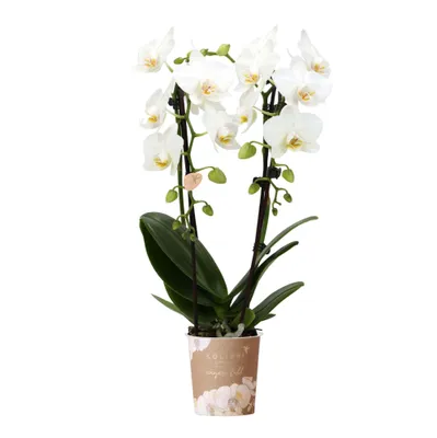 Obrázok produktu pre Kolibri Orchids biela orchidea Phalaenopsis Niagara Fall ve?kos? kvetiná?a 9cm kvitnúca izbová rastlina ?erstvá od pestovate?a