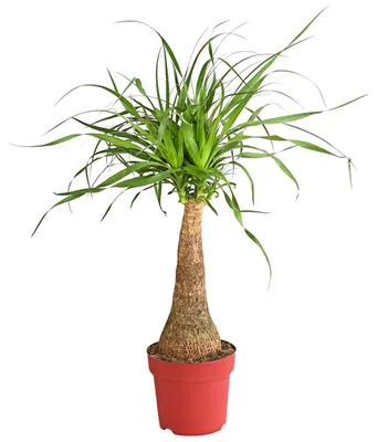 Produktbild von Dehner Elefantenfuß, einstämmig, ca. 80-100 cm, Ø Topf 20 cm, Zimmerpflanze