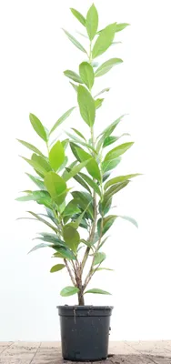 Produktbild von Prunus laurocerasus 'Caucasica', Kirschlorbeer, immergrün, 40–60 cm
