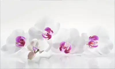 Obrázek produktu pro Obkladový panel do kuchyně mySpotti Profix Orchidej 100 x 60 cm PX-10060-61-HB
