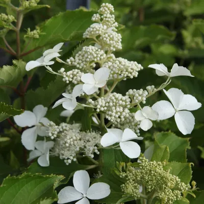 Image de 2 x  Hortensia paniculé  - Hydrangea paniculata 'Levana'®  | 40-50 cm en conteneur