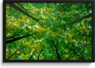 Produktbild von MuchoWow® MuchoWow® Gerahmtes Poster Wald - Bäume - Grün 60x40 cm - Poster mit zchwarzem Bilderrahmen - Printing - Wanddeko Schlafzimmer