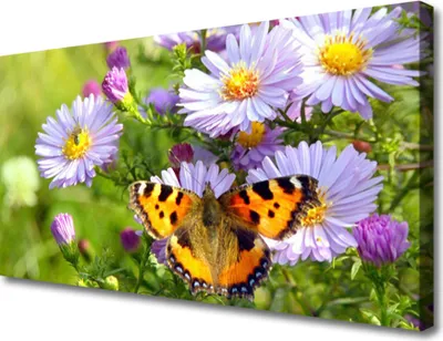 Produktbild von Tulup Leinwand-Bilder 100x50 Wandbild Canvas Kunstdruck Blumen Schmetterling Natur