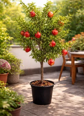 Produktbild von Punica granatum ‘Acco’ Granatapfel 70–100 cm – winterharter Granatapfelbaum, mediterrane Kübelpflanze, Obstbaum für Balkon & Garten