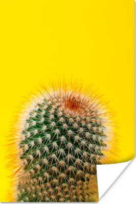 Produktbild von MuchoWow® Poster Kaktus mit rot 20x30 cm - Papierdruck
