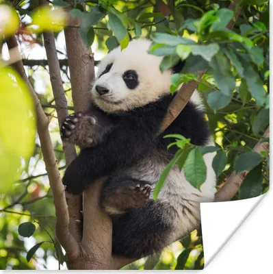 Produktbild von MuchoWow® Poster Panda - Tier - Baum 50x50 cm - Wohnzimmerdekoration