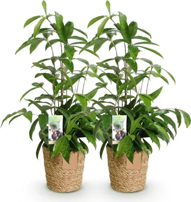Immagine prodotto di Dracaena surculosa – Due piante rigogliose in un cesto decorativo – 17 cm – Altezza 60-70 cm – Dracaena di facile manutenzione per interni