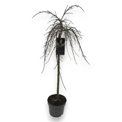 Produktbild von Winterharte Zwerg-Weide als Zierstämmchen ca. 80 cm – Salix arbuscula für Garten & Kübel – Nordische Bäumchenweide kaufen